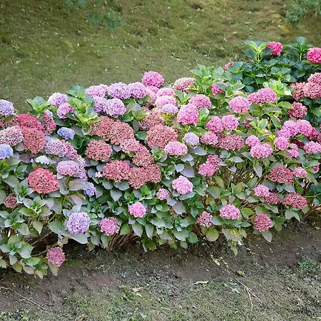 Aterian Lazkano Enea